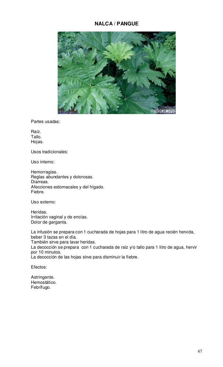Propiedades del enebro: una planta colmada de beneficios Propiedades del enebro: una planta colmada de beneficios